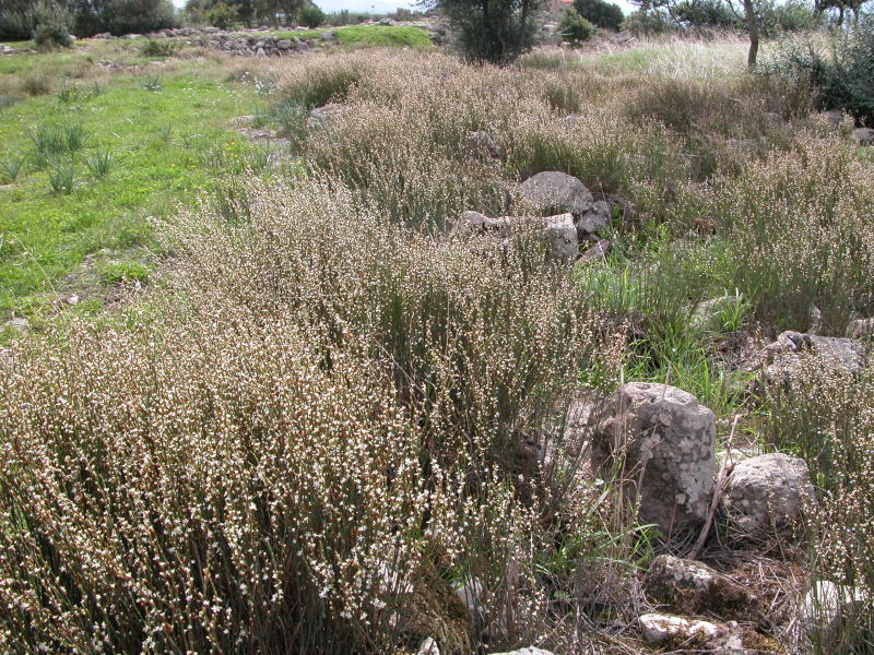 Polygonum scoparium / Poligono scopario